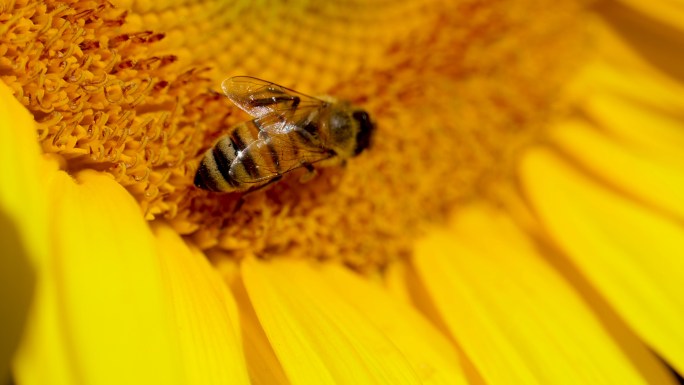 蜜蜂授粉向日葵