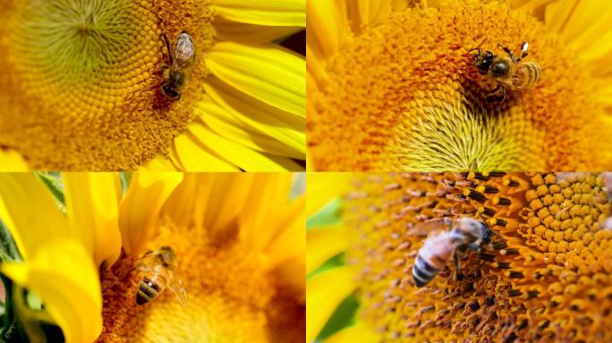 蜜蜂授粉向日葵