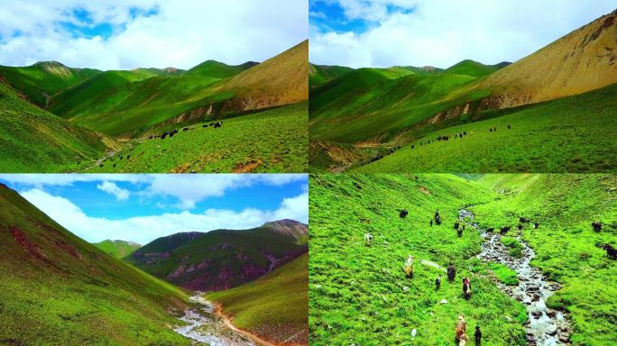 最美西藏4K航拍空镜青藏高原牦牛
