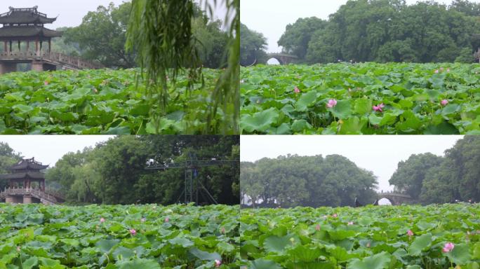 杭州曲院风荷景区 荷花原声高清视频