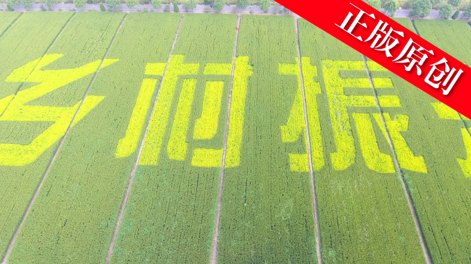 振兴乡村航拍彩绘水稻田