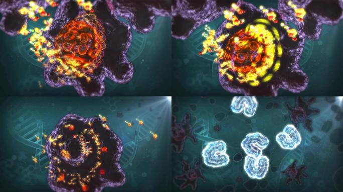 药物因子靶向吸附增强巨噬细胞吞噬肿瘤细胞