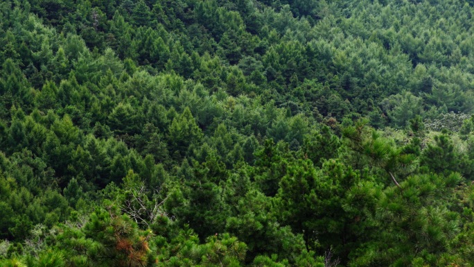 松树丛林森林树林昆虫森林大自然