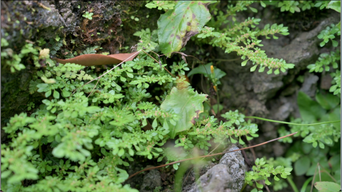 绿色植物流水池塘自然