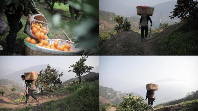 实拍大山橙子人工运输背运过程视频素材