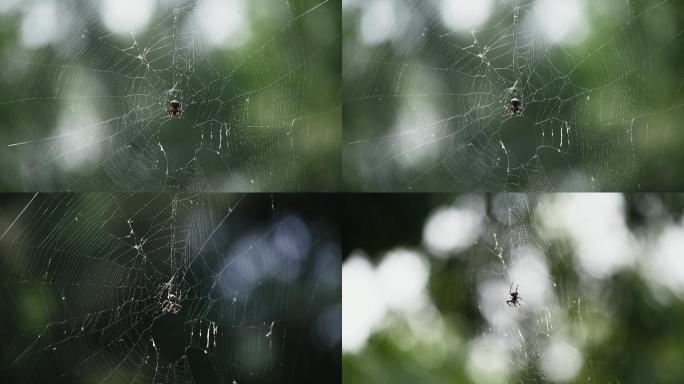 [原创】蜘蛛等待捕食
