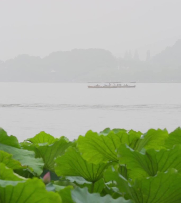 杭州西湖荷花高清视频 原声视频输出