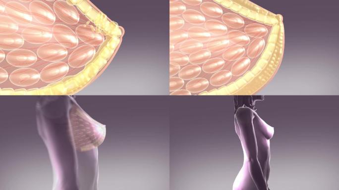 乳腺细胞健康机理动画