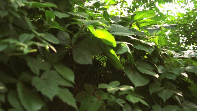 魅力中国 城市一角绿植爬山虎