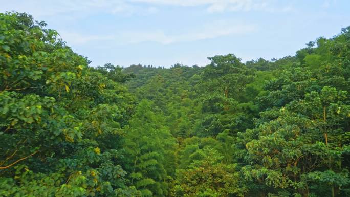 茂密森林、森林覆盖率