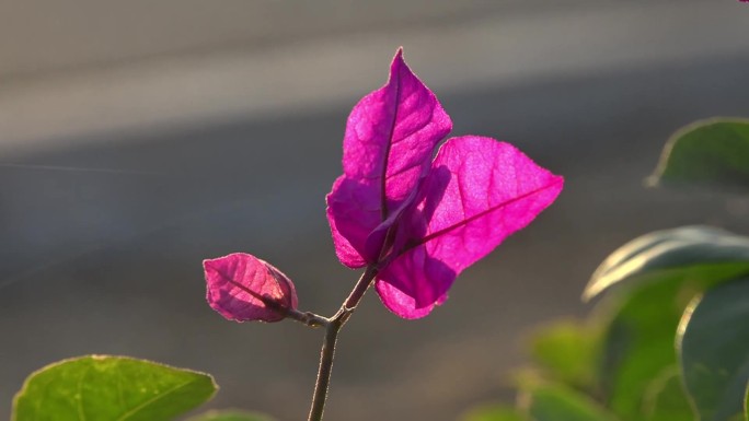 杜鹃花 路边花 夕阳 落日