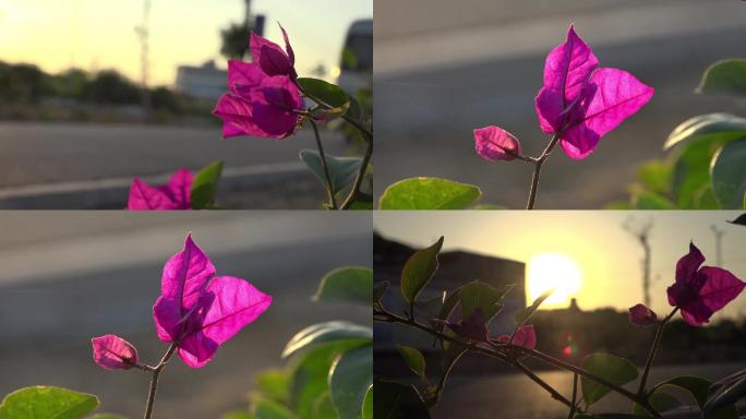 杜鹃花 路边花 夕阳 落日