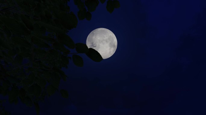 3组透过树梢树影看月亮