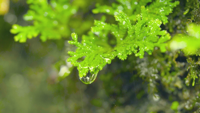 清新植物溪水