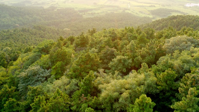 航拍森林大自然树林丛林松树环保