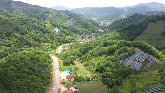 人参 石柱参 野山参 种植 扶贫振兴产业