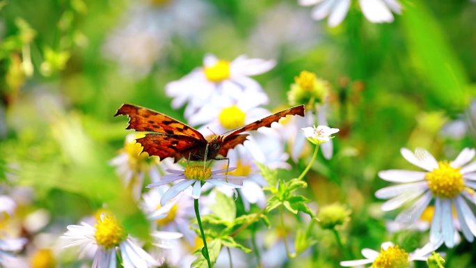 斑蝶蝴蝶在花丛中飞舞