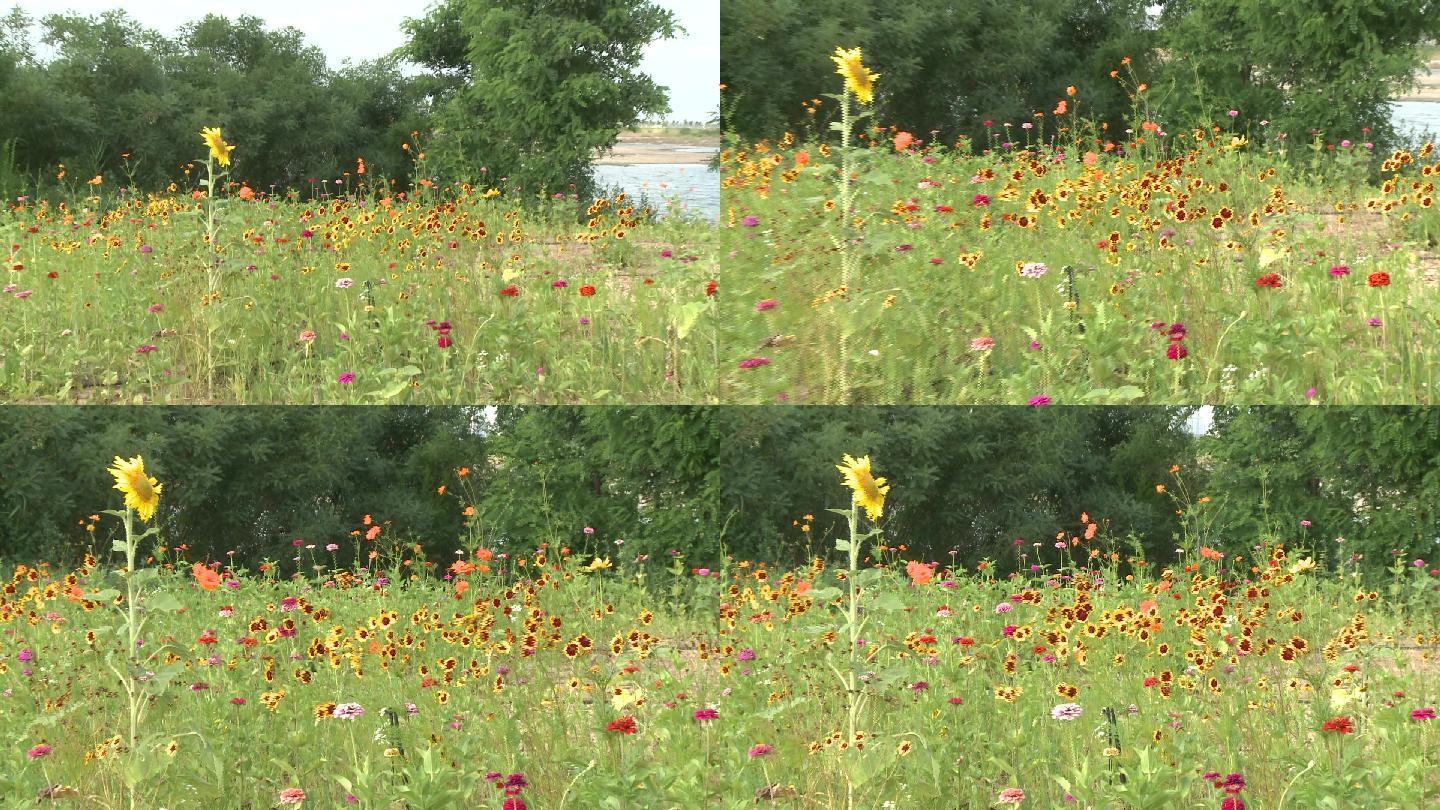 盐碱地植物金鸡菊原始素材