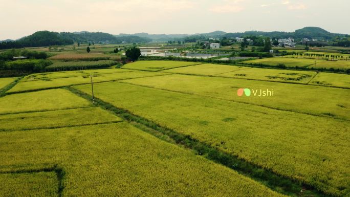 绿色生态田野现代农业水稻丰收稻田航拍素材