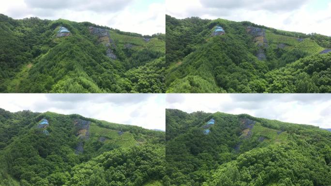 人参 石柱参 野山参 种植 扶贫振兴产业