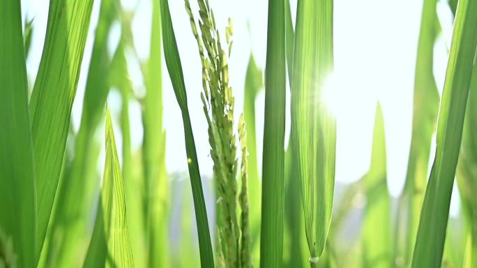 绿色水稻禾苗生长稻穗