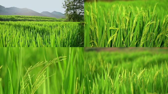 山村稻田，水稻，稻穗素材合集
