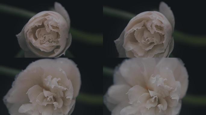 白色花朵绽放