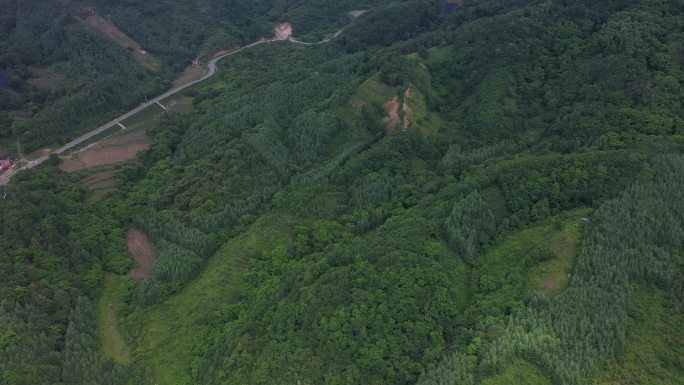 人参 石柱参 野山参 种植 扶贫振兴产业