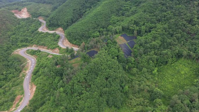 人参石柱参野山参种植扶贫振兴产业