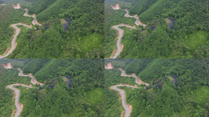 人参石柱参野山参种植扶贫振兴产业