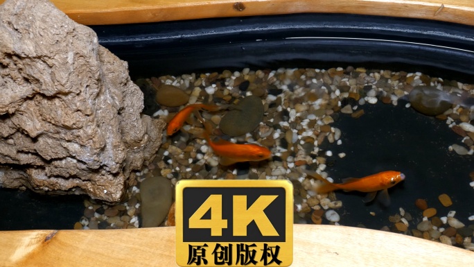 GOLDFISH金鱼实拍视频素材4K高清