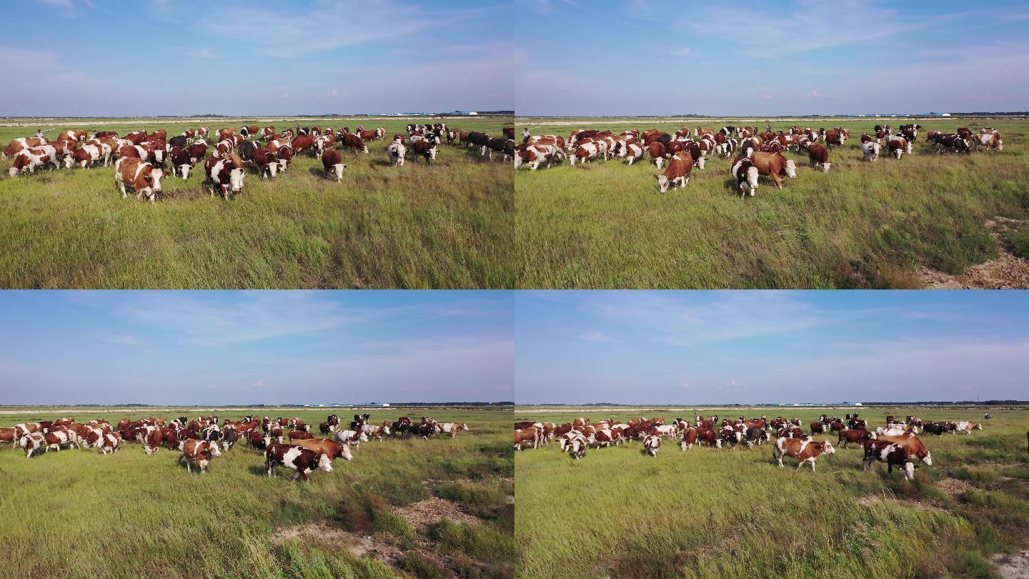 4K60帧航拍实拍牛群草原西门德尔牛