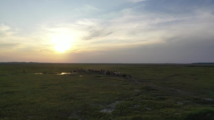 4K草原牛群西门塔尔牛放牧