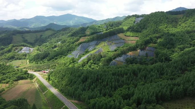 人参 石柱参 野山参 种植 扶贫振兴产业