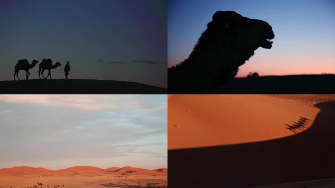 摩洛哥撒哈拉沙漠驼队