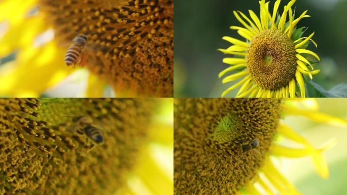 向日葵蜜蜂采蜜高清素材