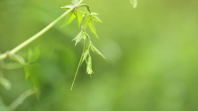 雨后嫩芽