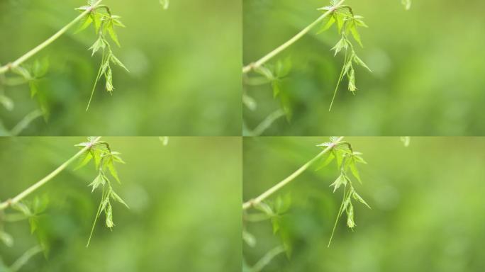 雨后嫩芽