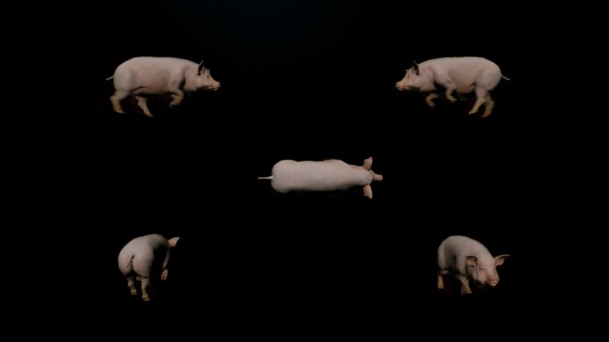 次时代猪奔跑动画【带Alpha通道】