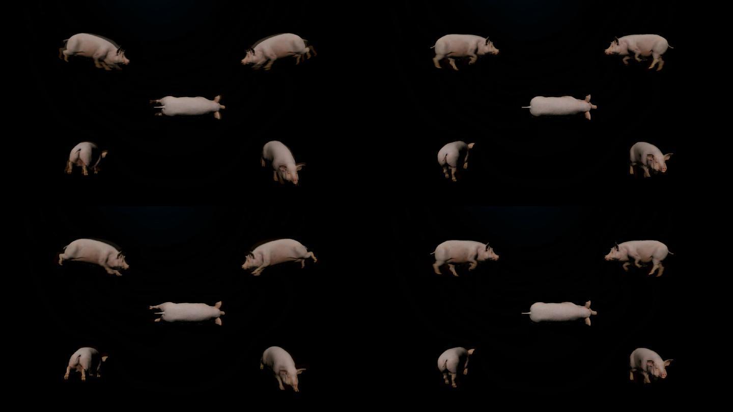 次时代猪奔跑动画【带Alpha通道】