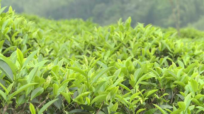 茶山航拍茶叶特写