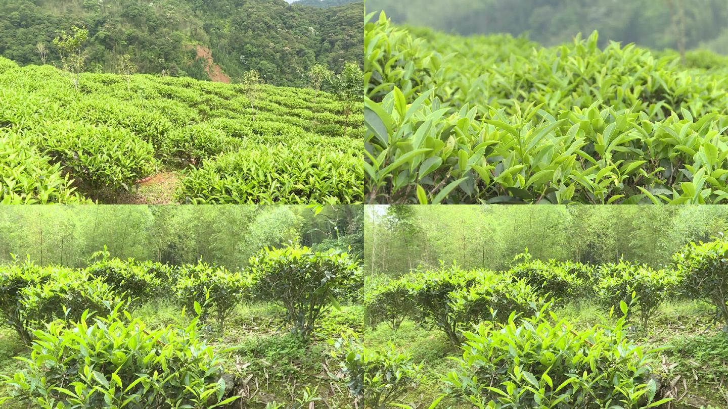 茶山航拍茶叶特写