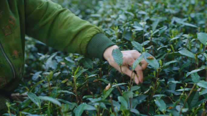 【合集】唯美茶园采摘茶叶茶山生态茶