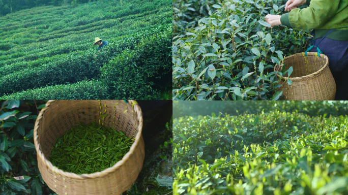 【合集】唯美茶园采摘茶叶茶山生态茶