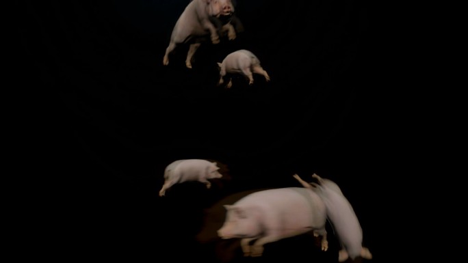次时代猪奔跑【带Alpha通道】