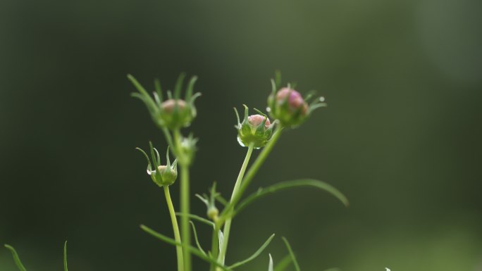 雨后花苞