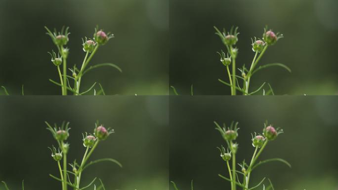 雨后花苞