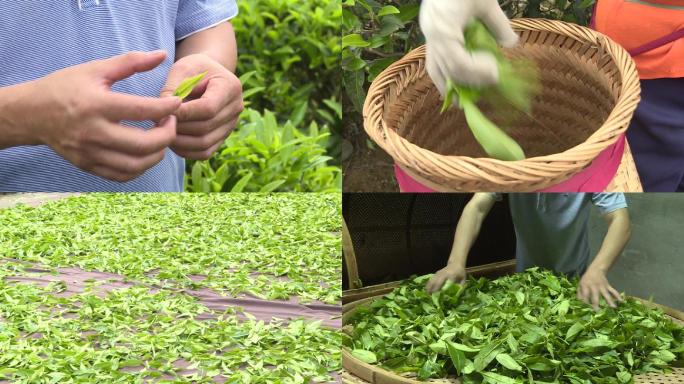 制茶 晒茶 采茶 茶叶 泡茶