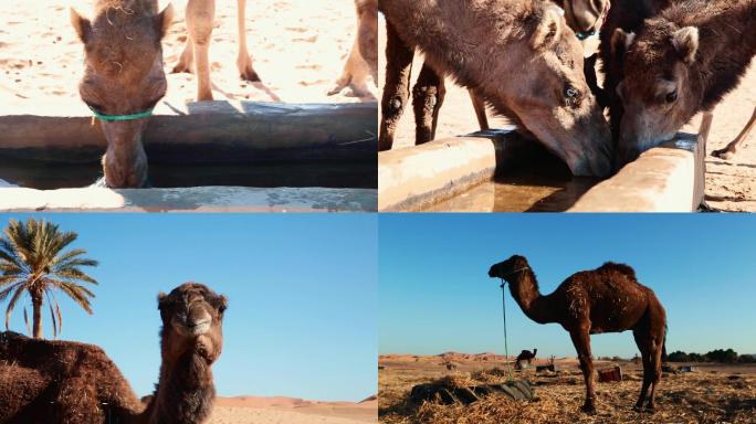 撒哈拉沙漠骆驼、单峰驼