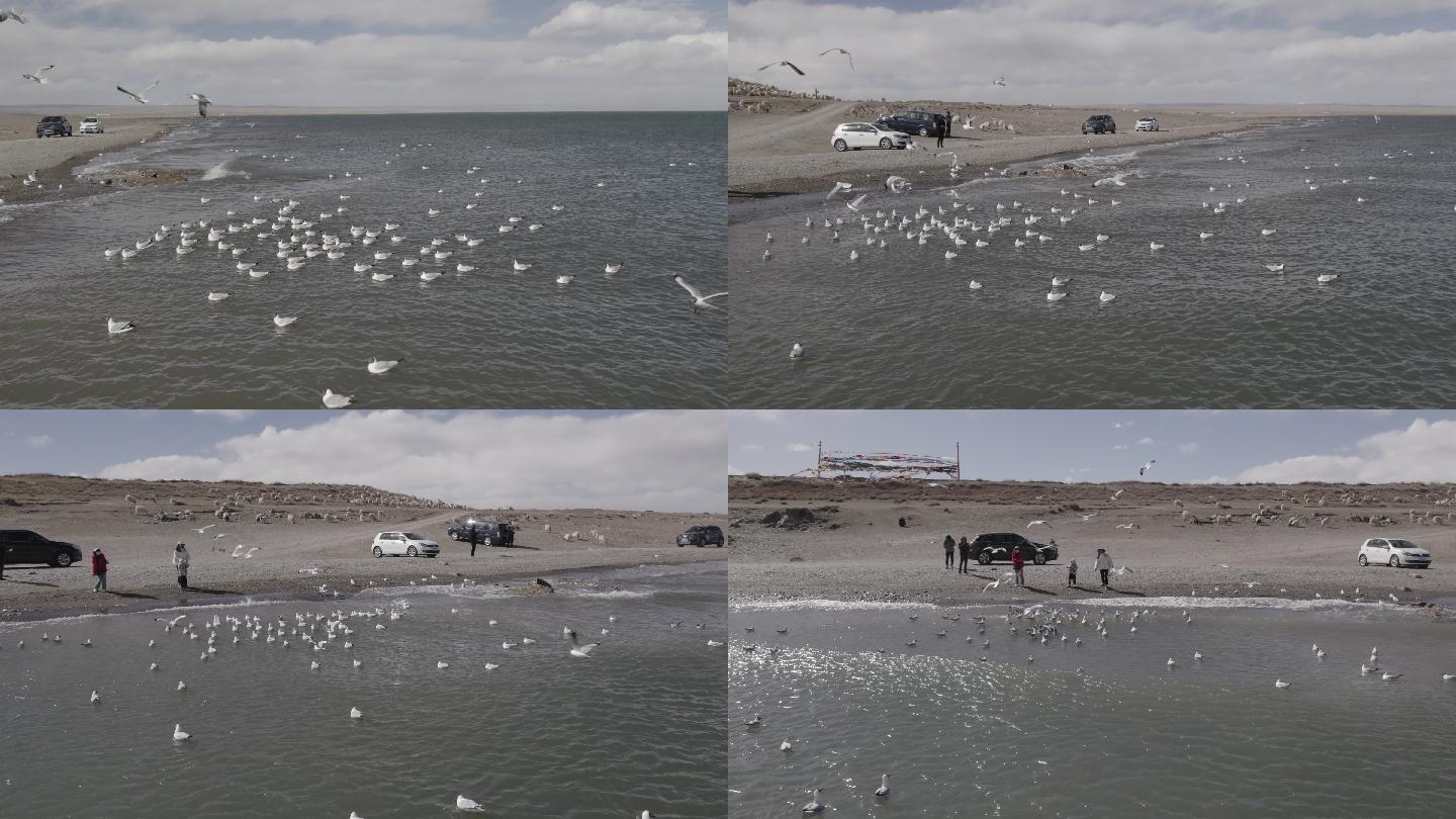 青海湖边喂食海鸥